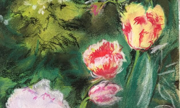 Tulipes à Cambo-les-Bains