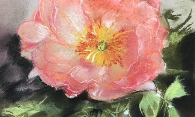 Pivoine