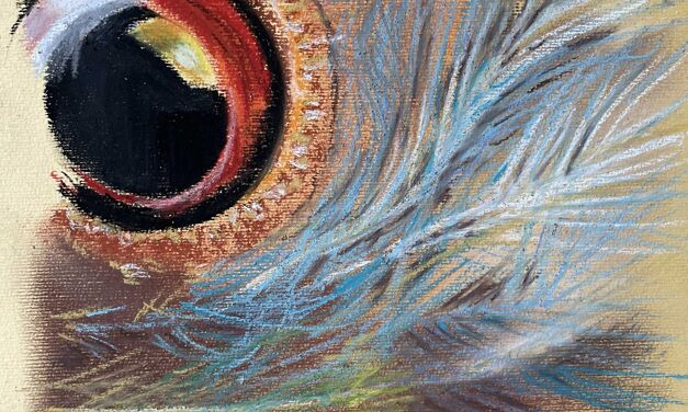 L’œil (de l’oiseau) grand ouvert